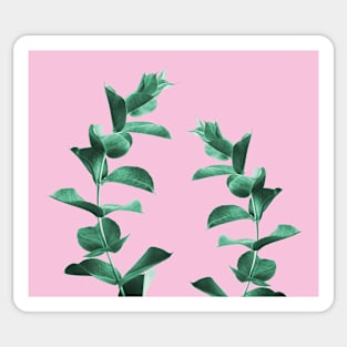 Eucalyptus Sticker